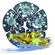 ALIVE PRE ZDRAVIE A REGENERÁCIU